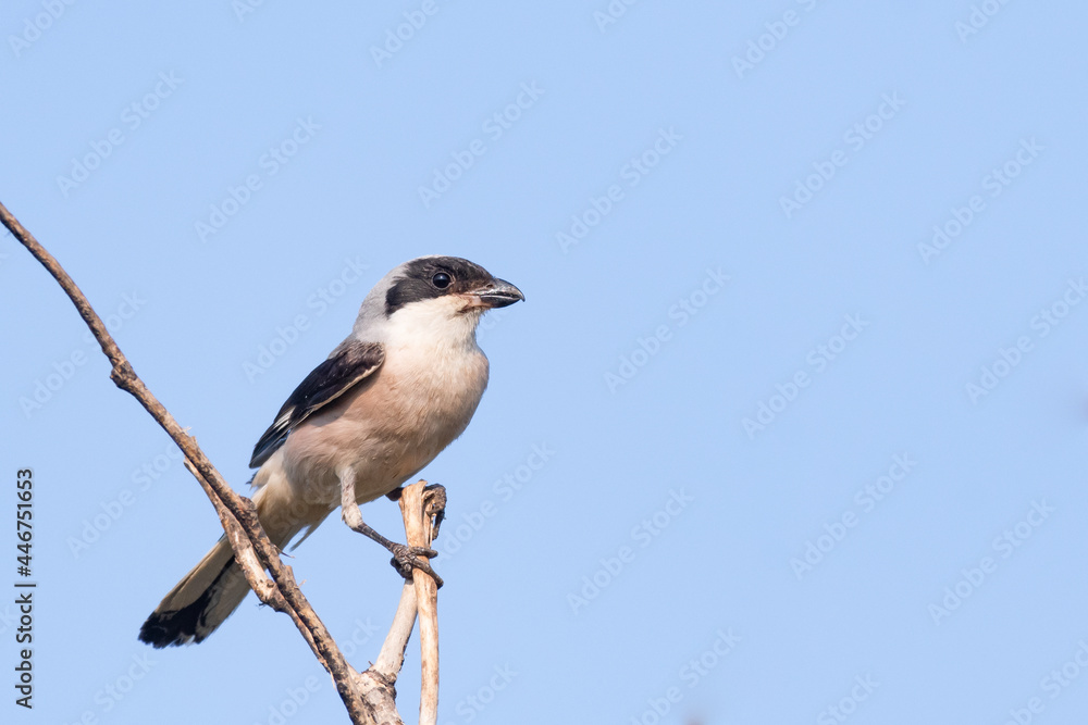 Lesser Grey Shrike, Lanius minor. In the wild Lesser Grey Shrike, Lanius minor. In the wild