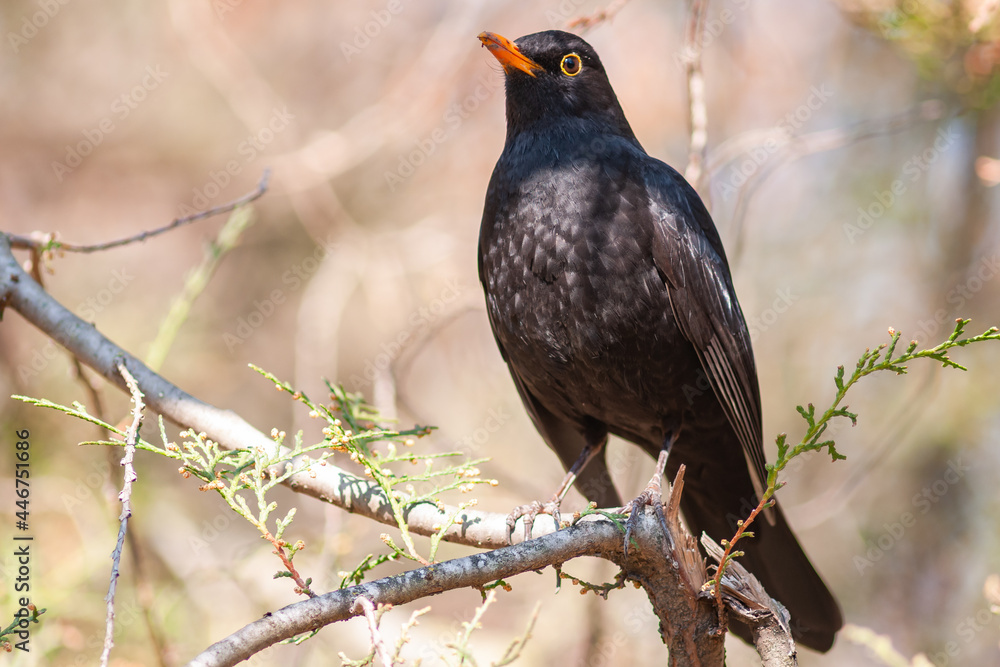 Common blackbird male Turdus merula in the wild Common blackbird male Turdus merula in the wild