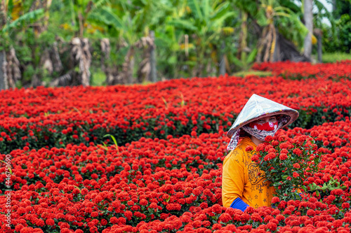 Vietnamese farmers working with red flowers garden in sadec, dong thap province, vietnam,traditional and culture concept