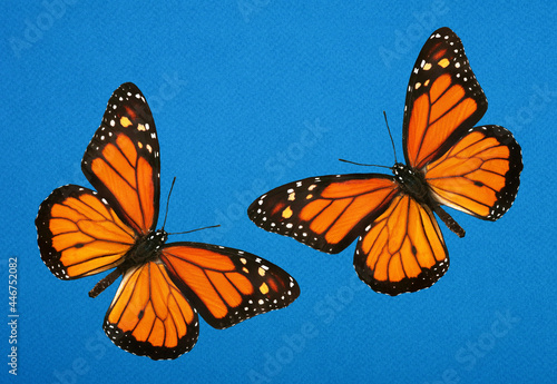 Obraz na plátně bright orange monarch butterfly on blue