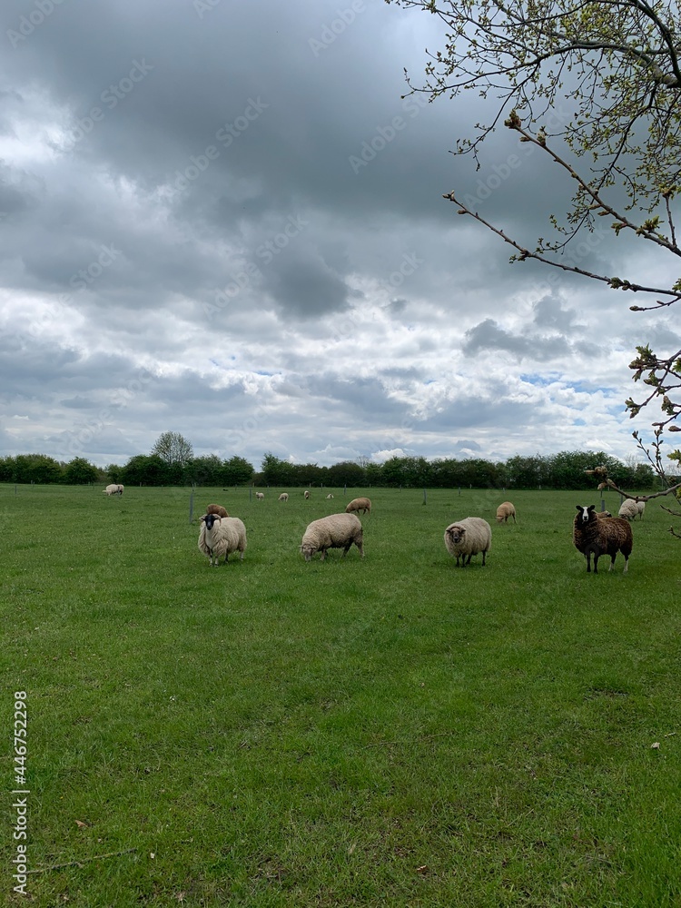 Obraz premium Schafe