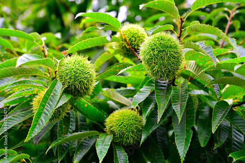 chestnuts on a branch