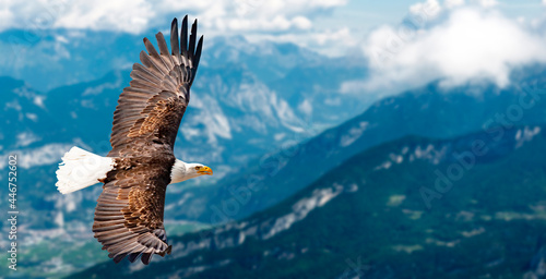 Adler fliegt in großer Höhe mit ausgebreiteten Flügeln an einem sonnigen Tag in den Bergen. © Andreas Neßlinger