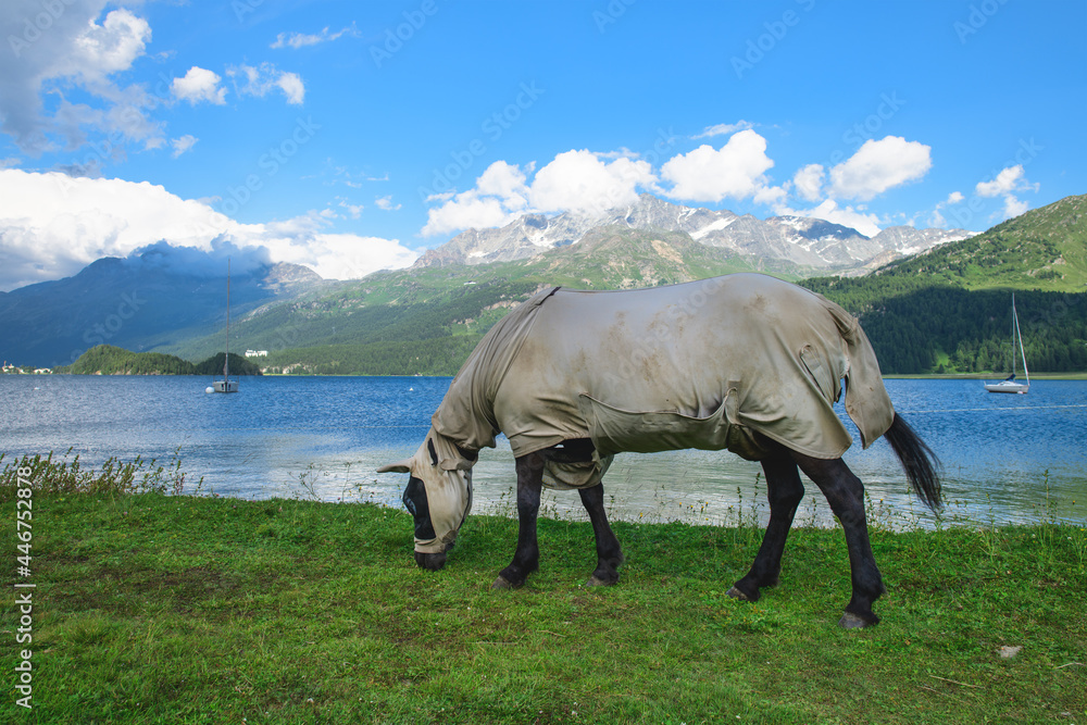 Fototapeta premium A horse covered and with the wall on the wall as an insect protection