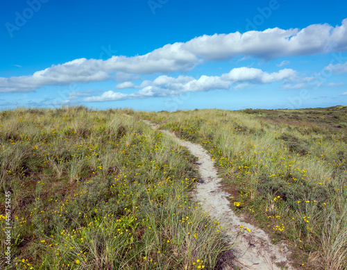 yellow flowers under blue summer sky in dutch dunes photo