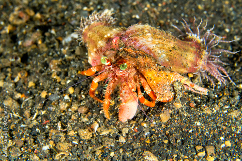 Anemone Hermit Crab, Dardanus pedunculatus, Left-handed Hermit Crab, Lembeh, North Sulawesi, Indonesia, Asia