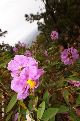 Amagante, Cistus symphytifolius, Caldera de Taburiente National Park, Biosphere Reserve, ZEPA, LIC, La Palma, Canary Islands, Spain, Europe photo