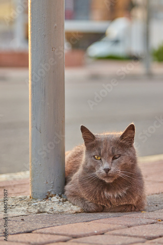 cat on the street