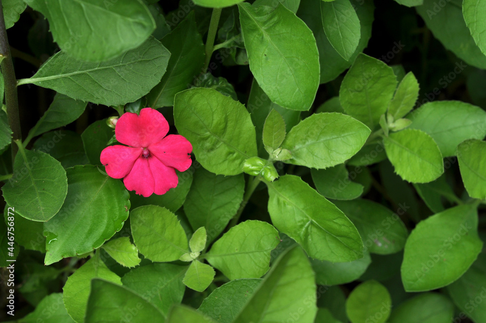 Nature red flower with green leaves outdoor Nature red flower with green leaves outdoor