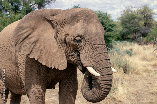 Close up of the African Bush Elephant in the grassland on a sunny day.