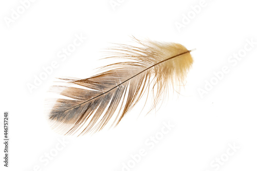 black and brown feathers of a rooster on a white isolated background