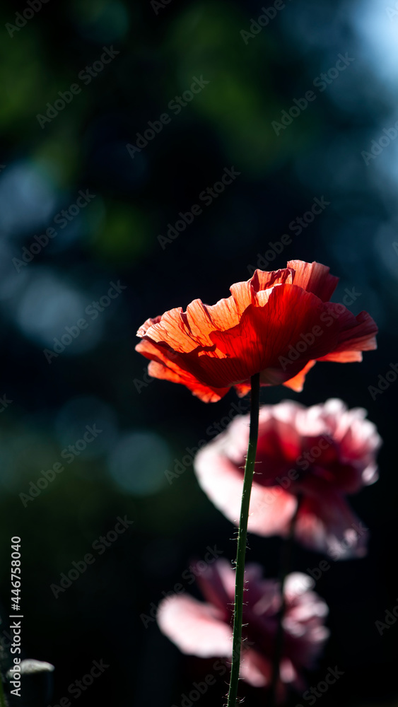 Obraz premium Picturesque May contrasts.In the garden bloom poppies.A unique, delicate, airy flower.
