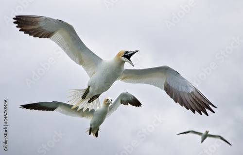 Gannets in flight overhead