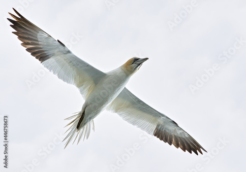 Gannet in flight overhead