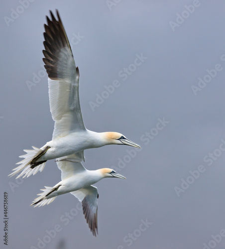 Gannets in flight overhead