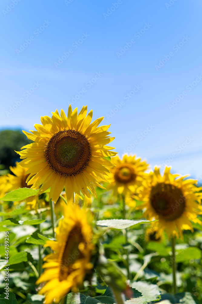 This is a picture taken in Okayama prefecture, Japan. This is a picture taken in Okayama prefecture, Japan.