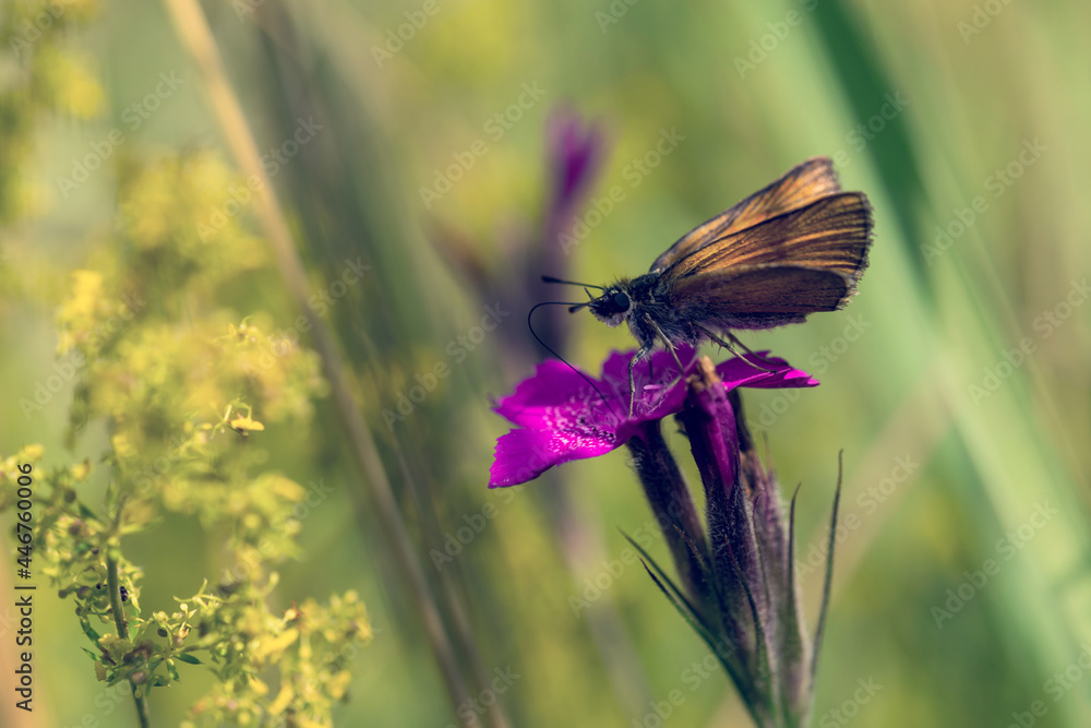 butterfly on a flower butterfly on a flower