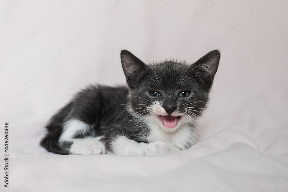 Advertising for pet store or cat food and care products. Cute fluffy domestic gray young kitten lies on white blanket, tucking its paws under it and posing. Cat looks carefully ahead and meows.