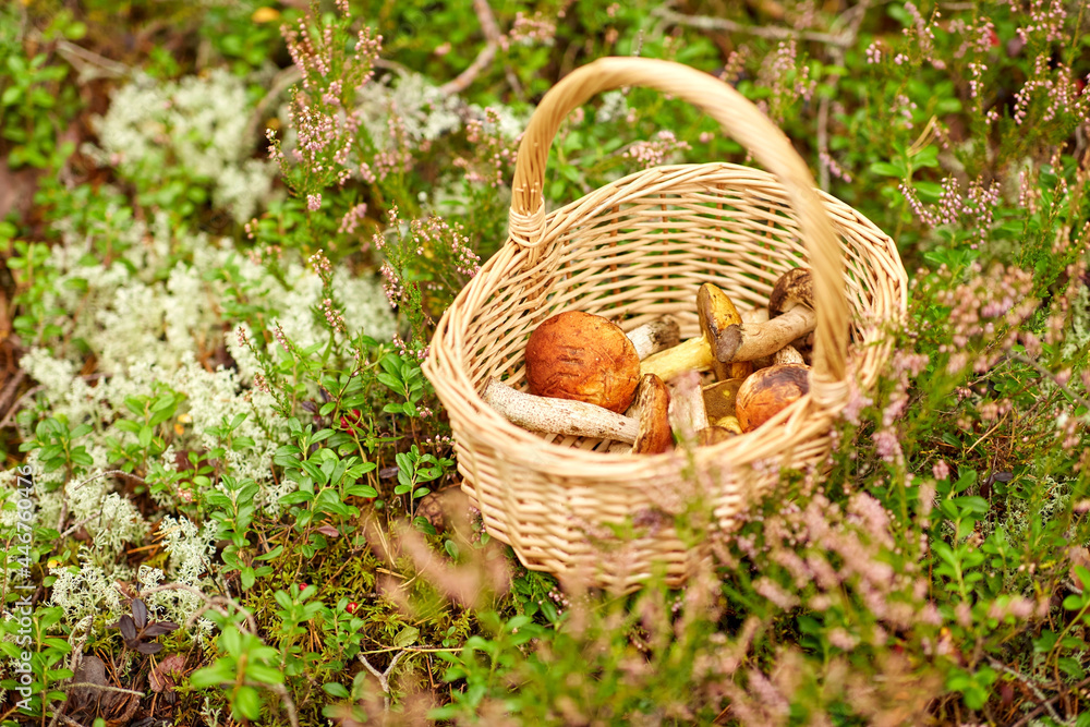 picking season and leisure concept - close up of mushrooms in basket in forest picking season and leisure concept - close up of mushrooms in basket in forest