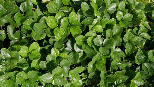 Green leaves of a strawberry plant as a background