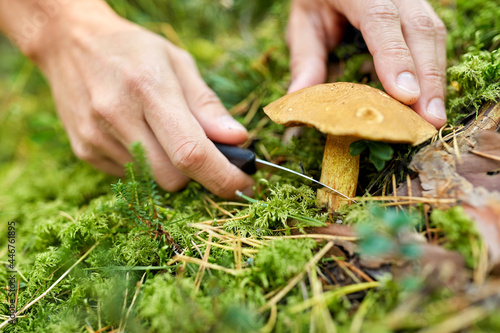 picking season and leisure people concept - close up of male hands with knife picking mushrooms in autumn forest