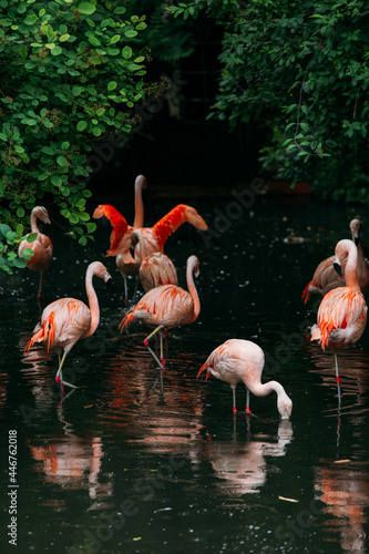 Group of flamingoes in a lake