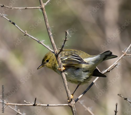 Immature Blackpoll Warbler in fall photo