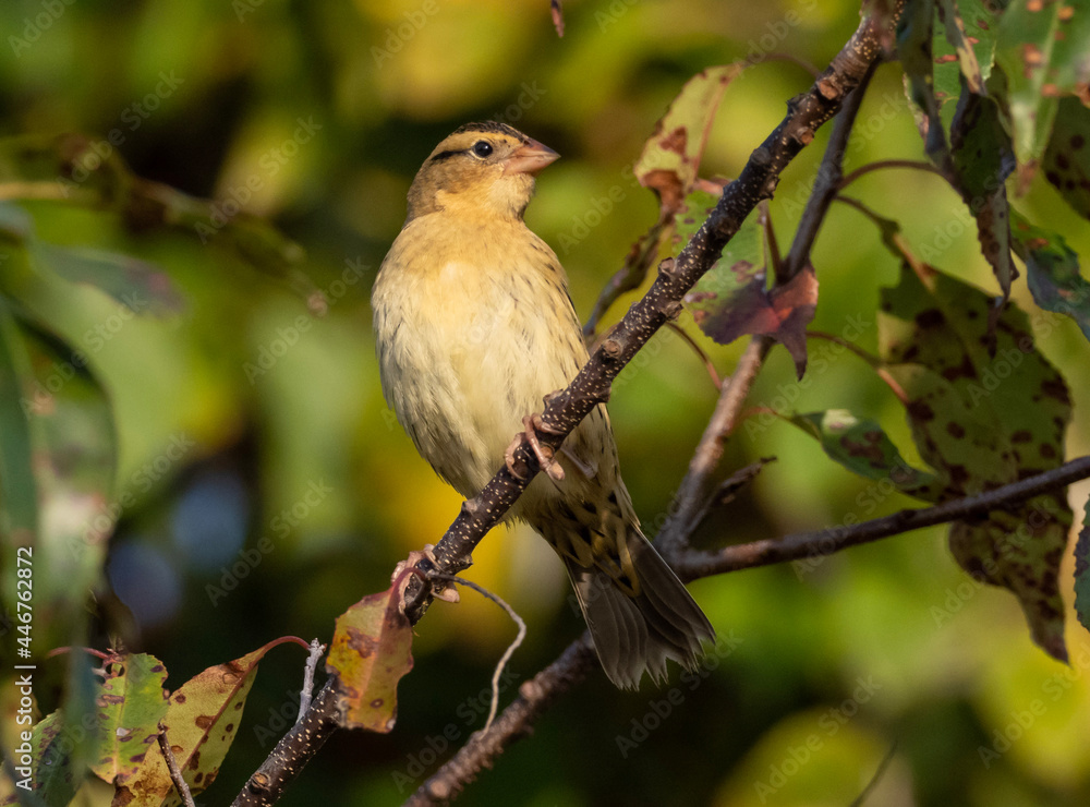 Obraz premium Migrating Bobolink in fall