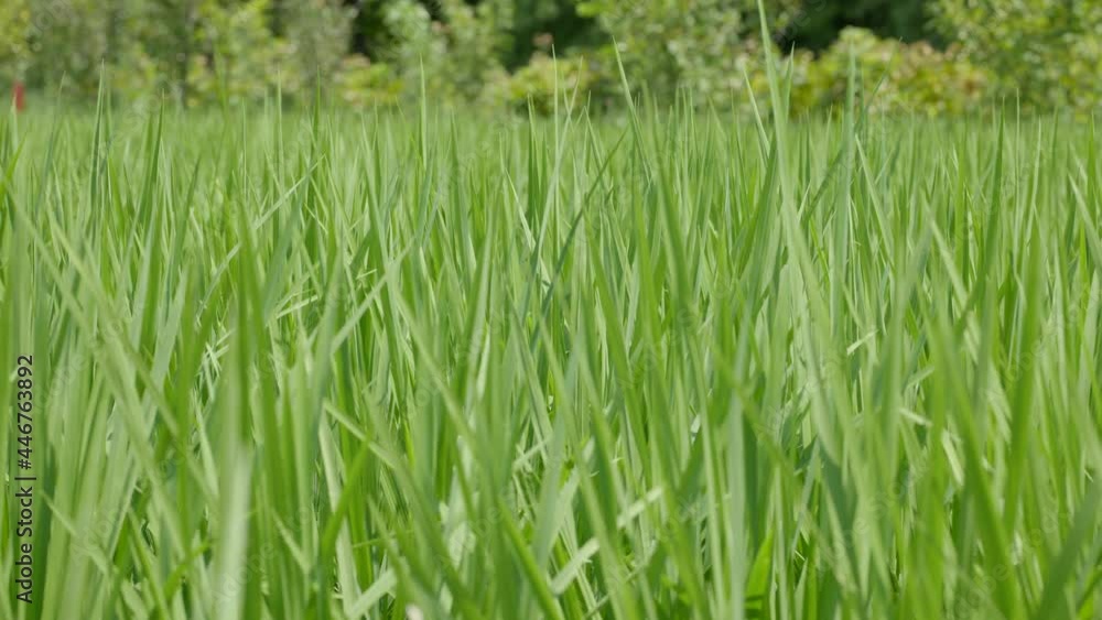 夏の水田 風に揺れる稲の青葉 夏の水田 風に揺れる稲の青葉