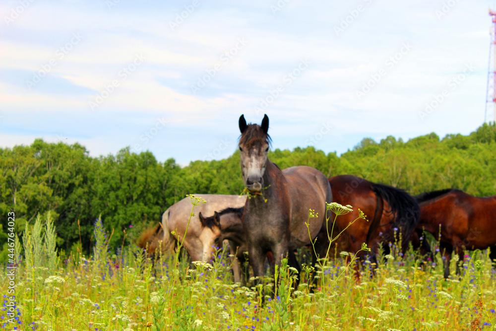The herd is grazing in the field. Brown, gray horses in a free pasture. The herd is grazing in the field. Brown, gray horses in a free pasture.