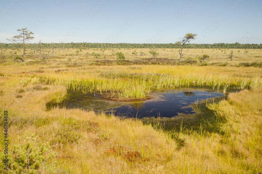Vasenieki marsh in summer day, Latvia. Vasenieki marsh in summer day, Latvia.