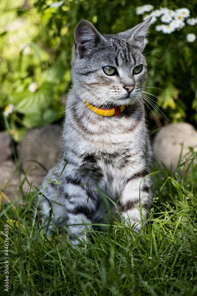 A beautiful grey cat kitten in garden on grass