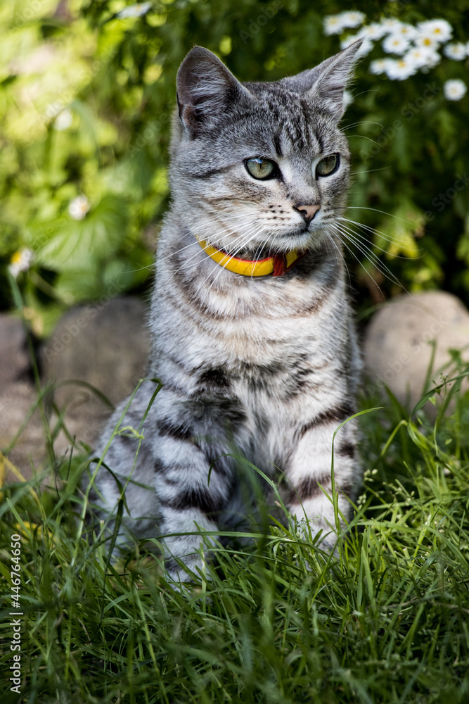 A beautiful grey cat kitten in garden on grass A beautiful grey cat kitten in garden on grass
