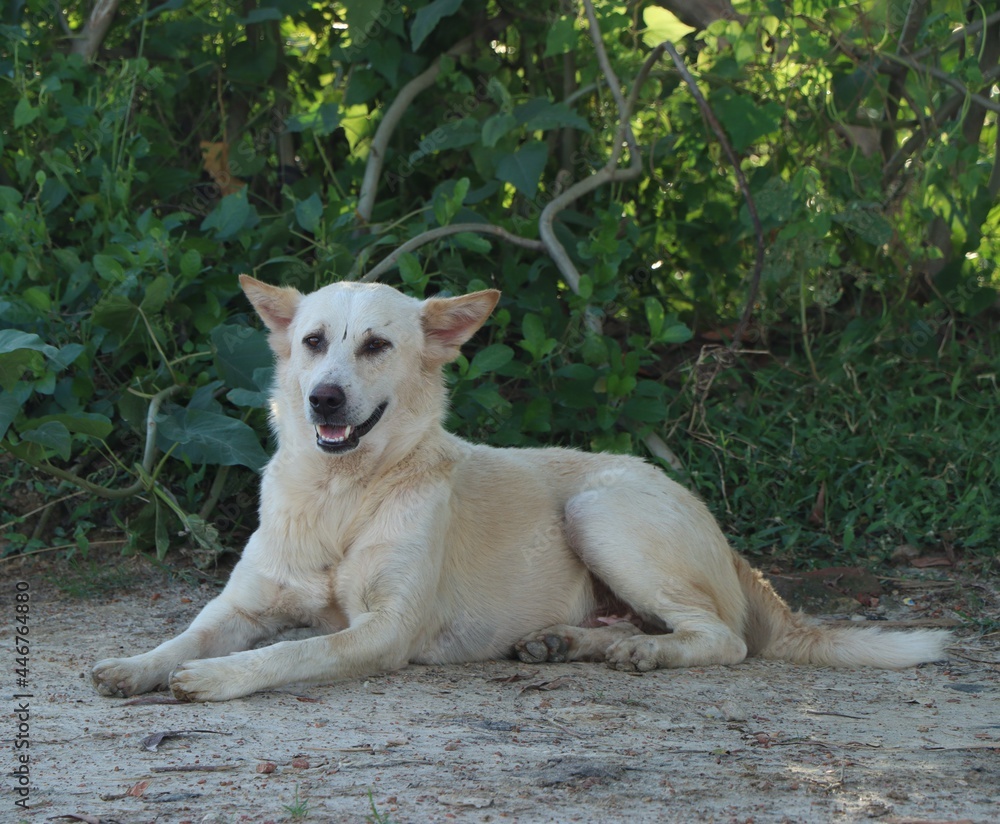 dog on the beach dog on the beach