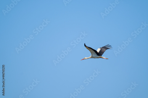 Stork flying in blue sky