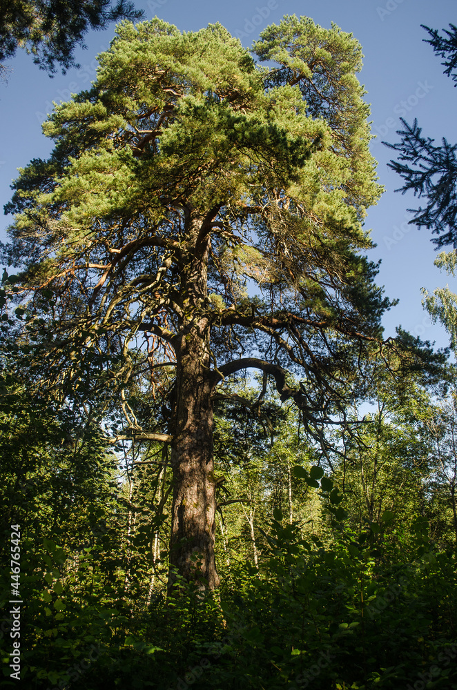 Fototapeta premium Allu pine - the largest pine in Latvia.