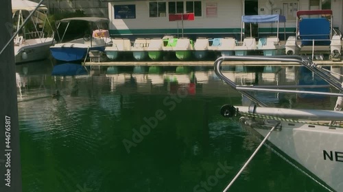 Canard dans le port du lac, Neuchâtel.
