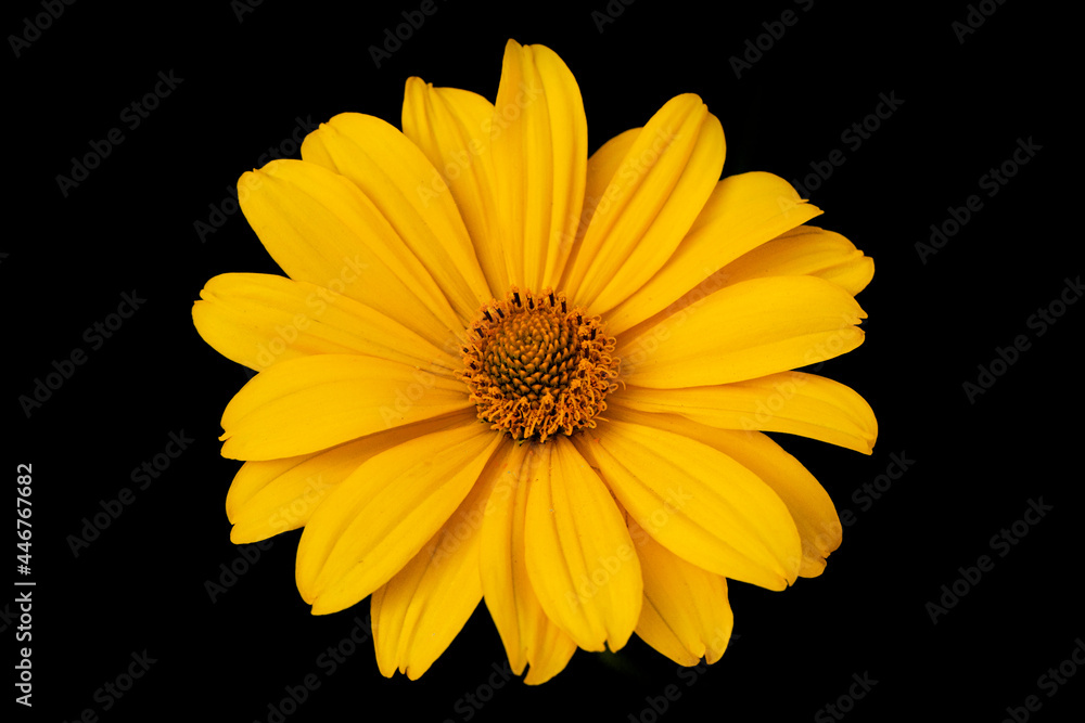 Yellow daisy gerbera or rudbeckia flower on a black background. Poster. Yellow daisy gerbera or rudbeckia flower on a black background. Poster.