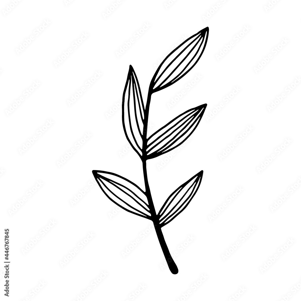 Hand drawn branch with leaves isolated on white background. Decorative doodle sketch illustration. Vector floral element.