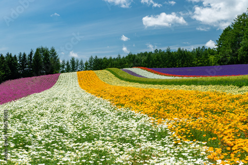 北海道　夏の富良野の風景（花畑）。