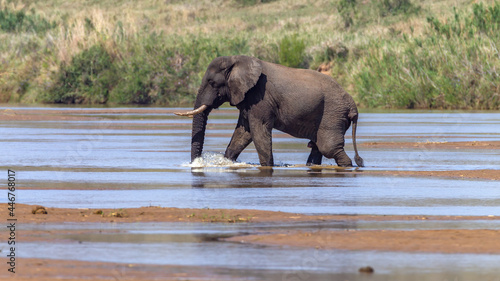 Bull Elephant Wildlife Animal Crossing Low River Safari Park Reserve