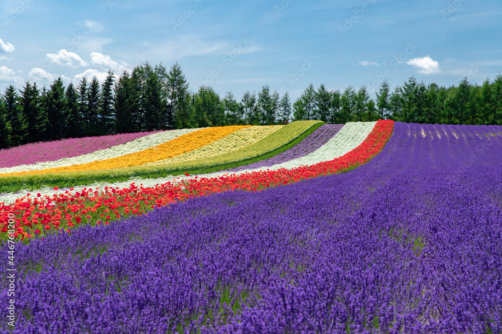 北海道 夏の富良野の風景 花畑 Stock Photo Adobe Stock