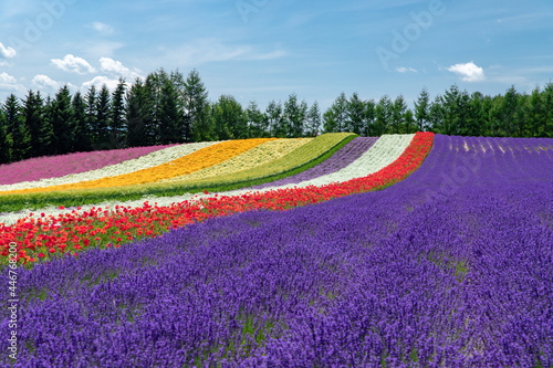 北海道　夏の富良野の風景（花畑）。