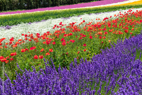 花畑 アドビストックのデザイン かべいろ Com おしゃれ壁紙リフォーム貼り替え インクジェット壁紙のかべいろ Com