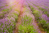 Lavendelfeld mit abendlichem Sonnenlicht, Lavendel, Blüte, Lavendelanbau