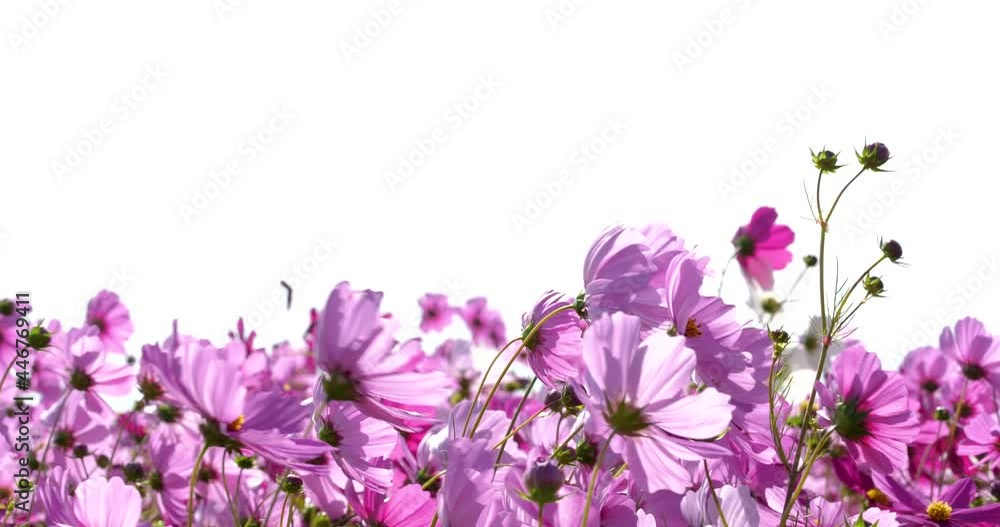 Video of cosmos field in full bloom.
Fixed camera shot. Video of cosmos field in full bloom.
Fixed camera shot.