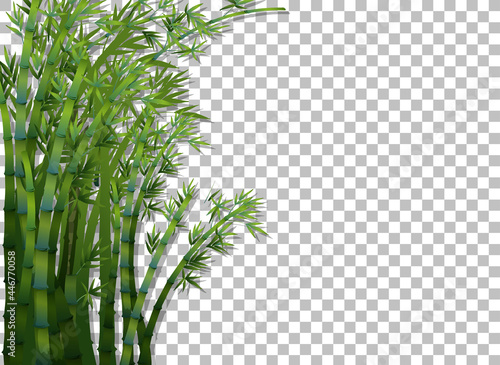 Bamboo tree on transparent background