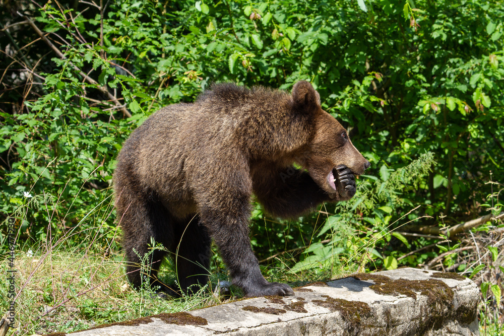 Wild Bear in Romania