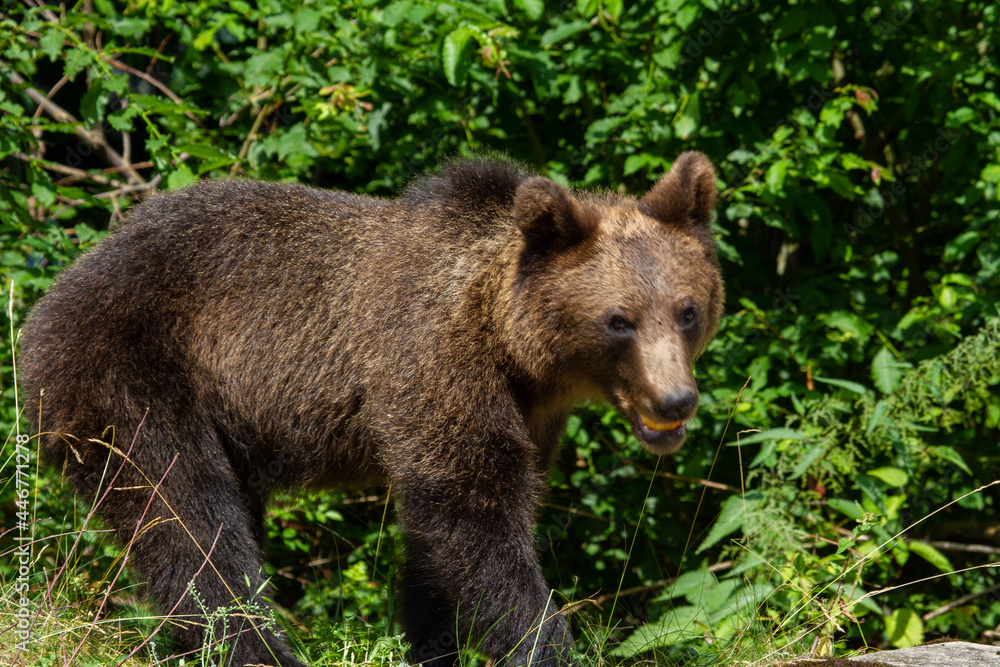 Young bear in Romania Young bear in Romania
