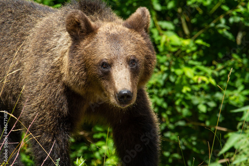 Wilde Bear in Romania